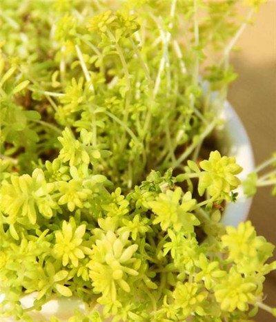 黄金万年草徒长的样子
