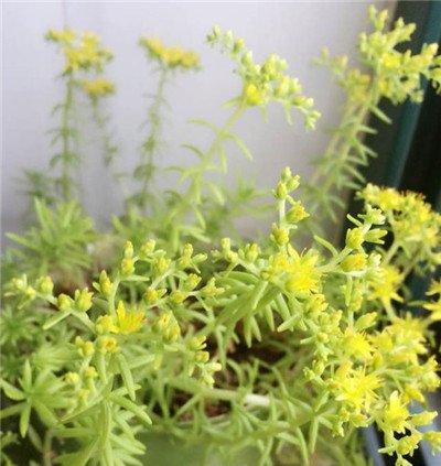 黄金万年草徒长怎么办