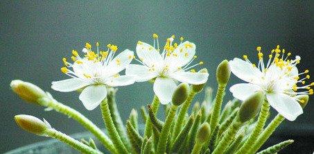 美丽的白花韧锦