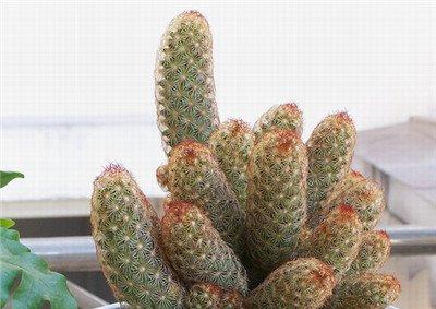 金手指夏天浇水方法