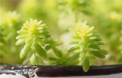 黄金万年草的养护：秋天