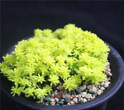 黄金万年草的养护：夏天