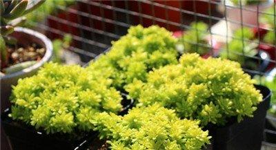 黄金万年草的冬季养护：增温