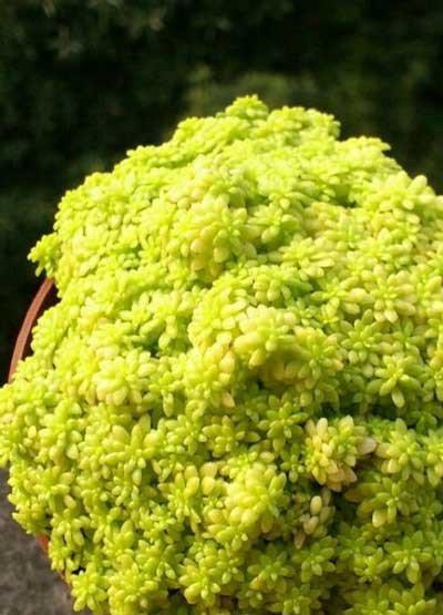 黄金万年草的浇水量