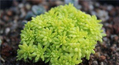 黄金万年草冬春季节浇水方法