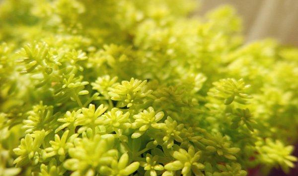 黄金万年草怎么浇水