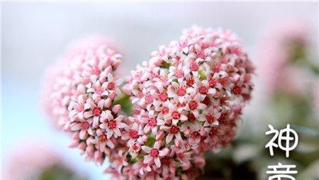 神童开花