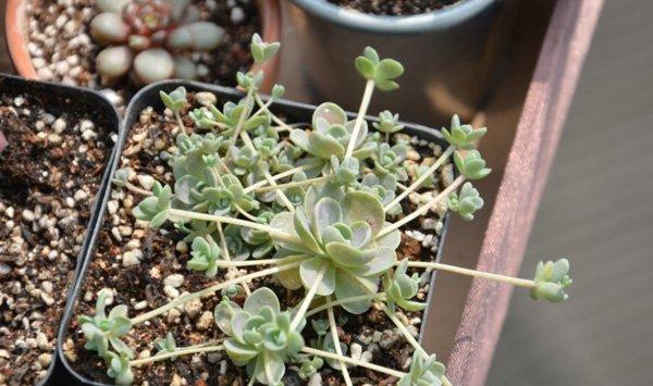 子持年华四季养护方法