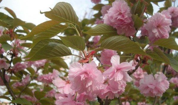 日本晚樱什么时候开花