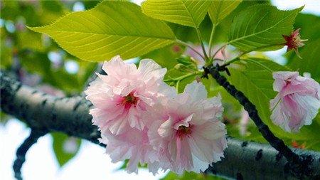 日本晚樱的花语