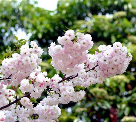 日本晚樱开花图片欣赏