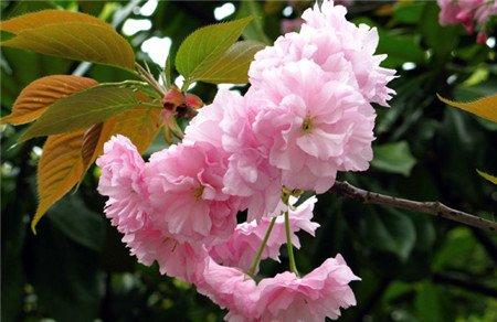 日本晚樱开花图片欣赏