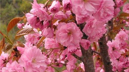 日本晚樱开花图片欣赏