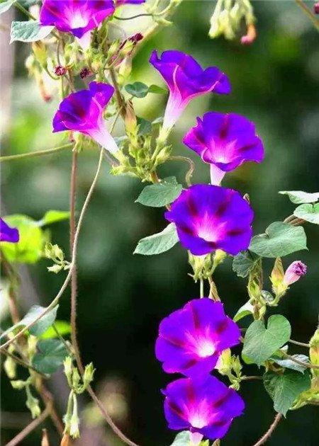 牵牛花