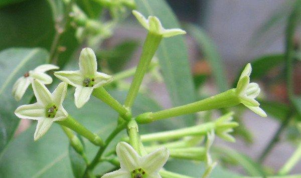 夜来香的花语及传说