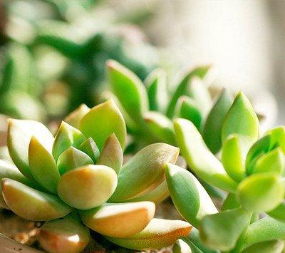 黄丽的冬季养护