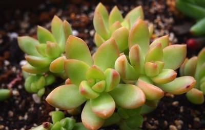 黄丽的秋季养护