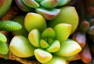 黄丽的春季养护