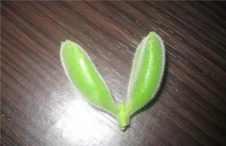 熊童子枝条 熊童子枝条