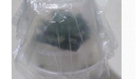 玉露闷养步骤 玉露闷养步骤