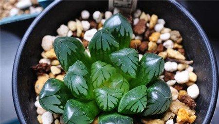 亮晶晶玉露叶片可以扦插