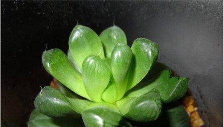 玉露 玉露