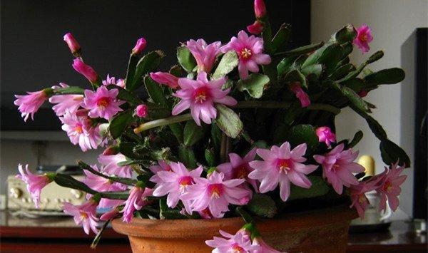 落花之舞不开花怎么办