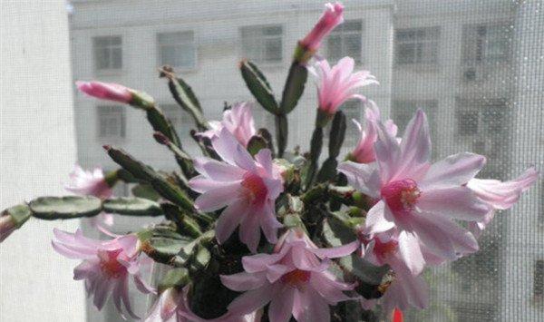 落花之舞怎么施肥