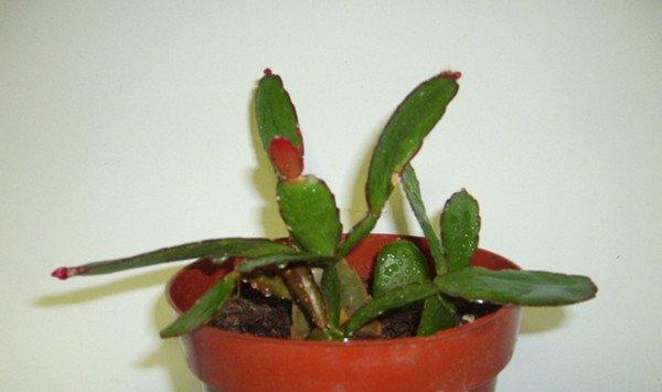 落花之舞怎么浇水