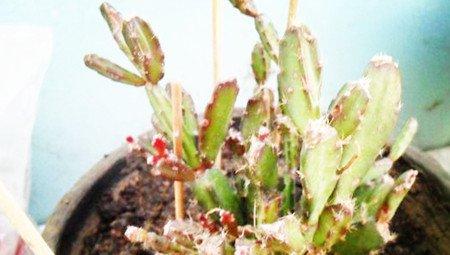 落花之舞怎么浇水