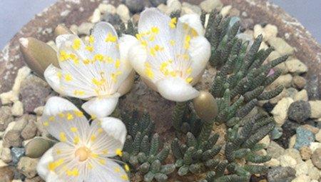 白花韧锦 白花韧锦