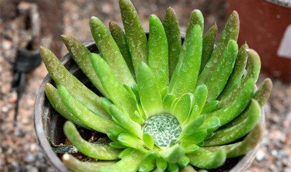 白花韧锦怎么换盆移栽