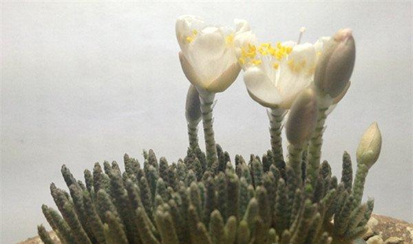 白花韧锦不开花怎么办