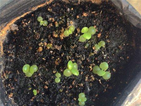 熊童子小苗 熊童子小苗