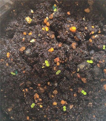 熊童子播种:生长过程 熊童子播种:生长过程