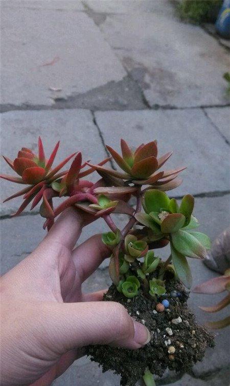 火祭修根
