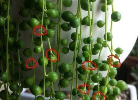 绿之铃植株繁殖最佳剪切部位 绿之铃植株繁殖最佳剪切部位
