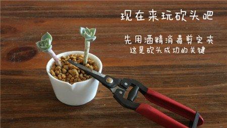 白牡丹砍头前消毒
