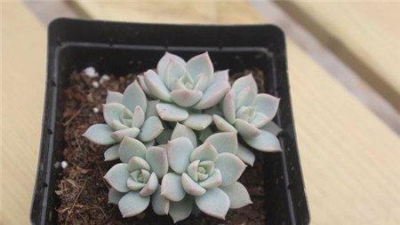 白牡丹冬季养护:温度 白牡丹冬季养护:温度