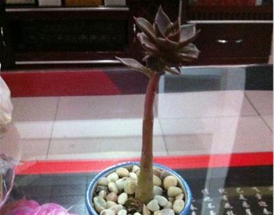 黑王子砍头方法：植株准备