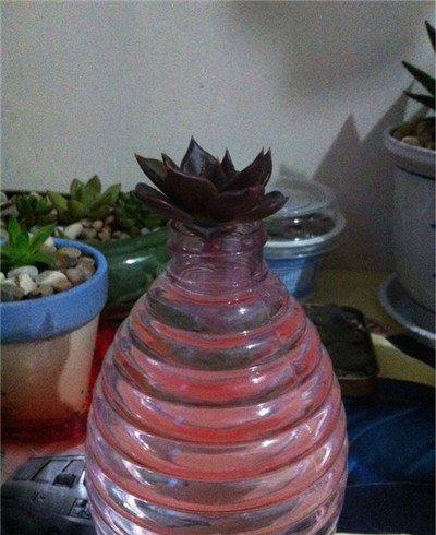 黑王子砍头方法：水插生根
