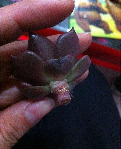 黑王子心形叶片