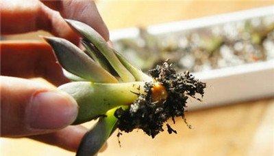 黑王子砍头后栽种