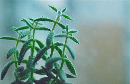 绒针浇水注意事项