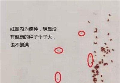 棕色的多肉种子 棕色的多肉种子