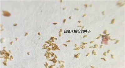 白色的多肉种子 白色的多肉种子