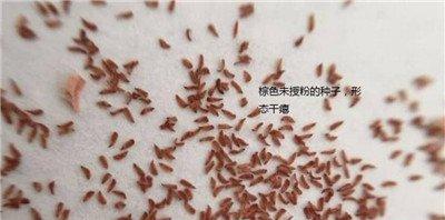 月牙形的多肉种子 月牙形的多肉种子