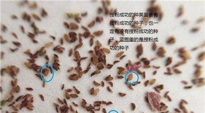 发霉的多肉种子 发霉的多肉种子