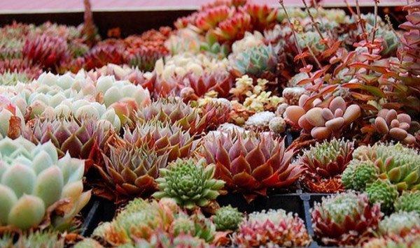 四季应变,多肉季节大不同