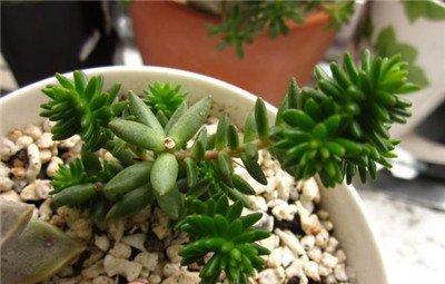 白花小松砍头方法